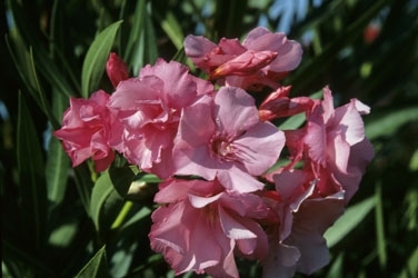 Rózsaszín virágú télálló leander