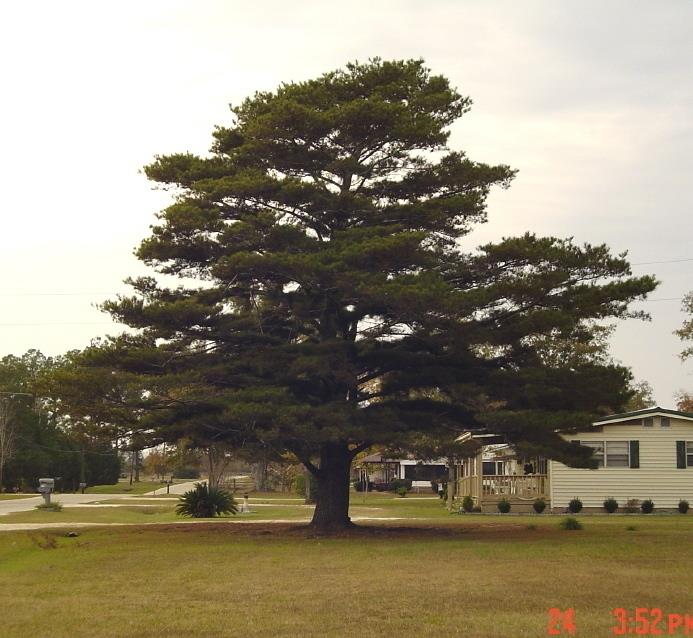 Pinus glabra 