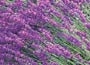 Lavandula angustifolia "Helmsdale" 
