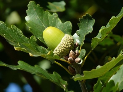 acorn-1714991_960_720.jpg
