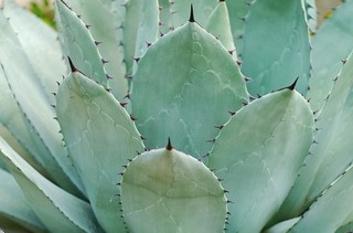 agave-parryi-3011989_960_720.jpg