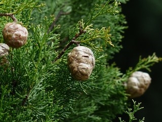 cypress-357846_960_720.jpg