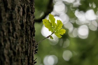 oak-791737_960_720.jpg