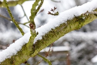 tree-3194077_960_720.jpg