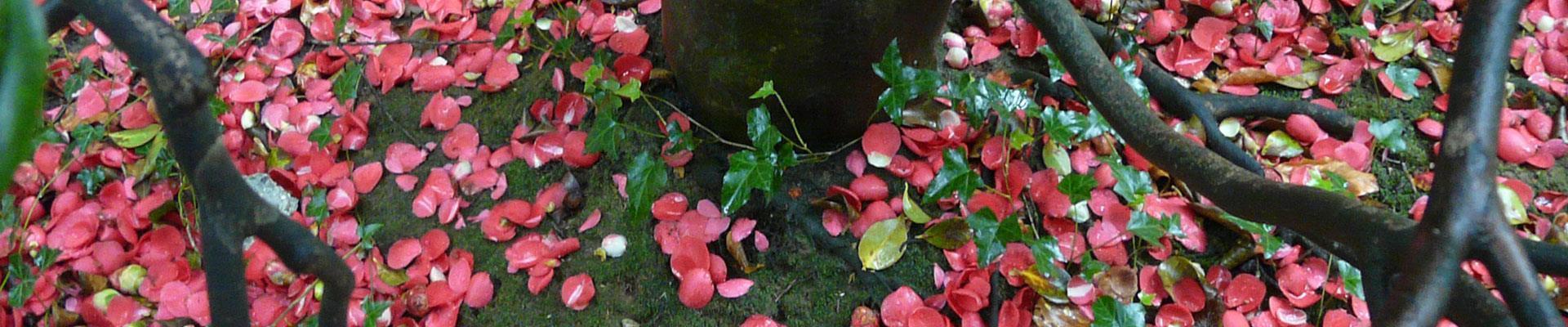 Köszöntjük a Treemail Dísznövény Csomagküldő Szolgálat honlapján!