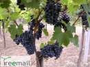 Moldova bioszőlő - Konténeres